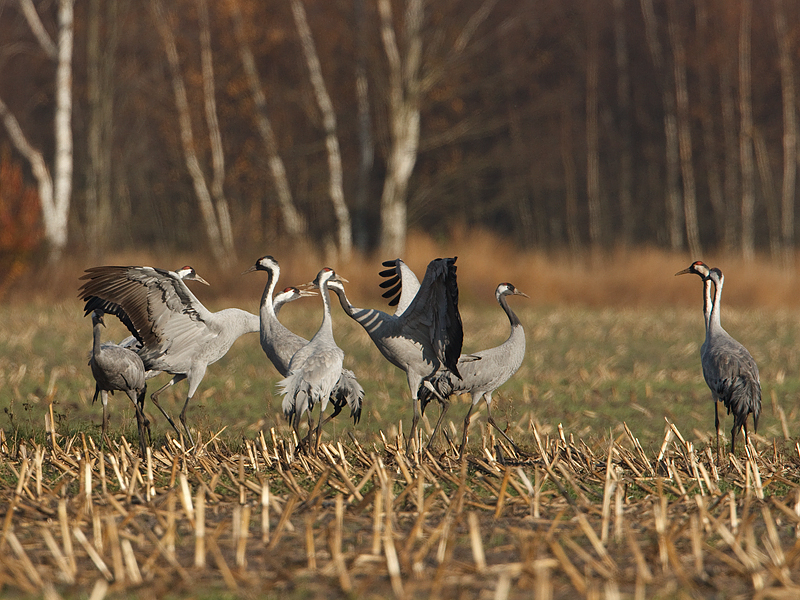 Grus grus Common Crane Kraanvogel